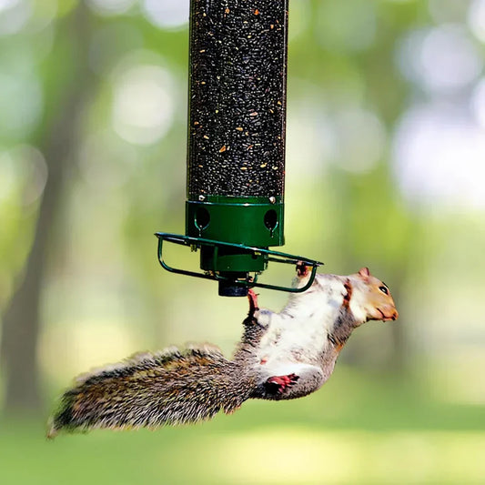 BirdFeeder™ - Anti Squirrel